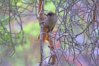 Sibirya Kuşu Jay kuru çam ormanlarının karışımı arasında yer. Gaganın hareketlerine vurgu