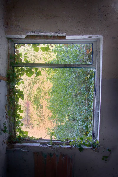 Città Fantasma Catturati Piante Selvatiche Home Window Arrampicata — Foto Stock