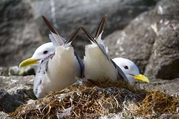 Jedna Najbardziej Wysuniętych Północ Kolonii Ptaków Morskich Franz Josef Land — Zdjęcie stockowe