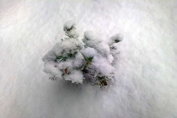 雪の中の植物 雪の後の冬の自然のシンプルな美しさ — ストック写真