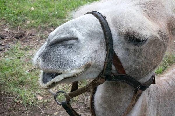 face of a camel. one animal in harness closeup