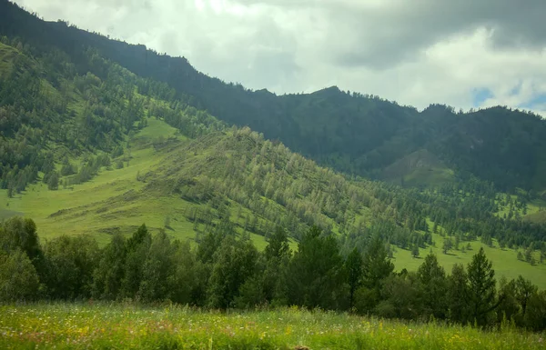 Montagnes Été Avec Arbres Altaï Paysage Vert — Photo