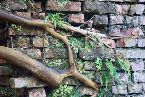 Perseverança Poder Conceito Vida Plantas Tropicais Poderosas Árvore Cresceu Partir — Fotografia de Stock