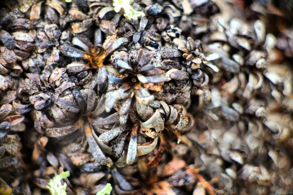 Plantas Pradaria Árticas Fundos Tiro Macro Montanha Careca Polar Verão — Fotografia de Stock