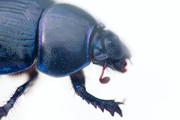 Metallic Blue Earth Boring Dung Beetle Geotrupes Crawling White Background — Stock Photo, Image