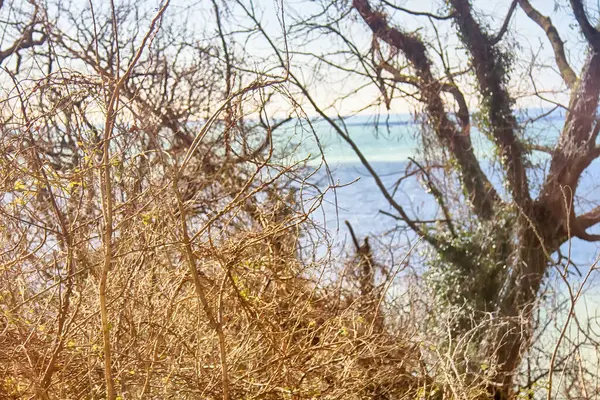 Bright Spring Sea Trees Dream See Sea Nearby — Stock Photo, Image