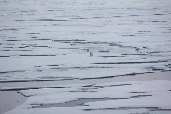 北极熊在北极附近 熊会进入广阔的北冰洋 — 图库照片