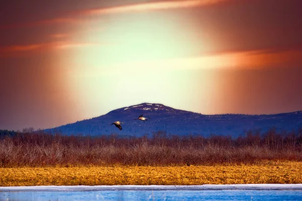 Paisagem Norte Par Guindastes Sobre Lago Primavera Tundra Estilo Arte — Fotografia de Stock