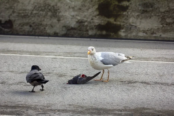 One Step Hitchcock Thriller Birds Recently Herring Gulls Hooded Crows — Stock Photo, Image