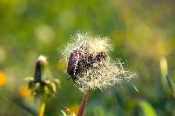 Beetle Dandelion Summer May Chafer Lat Melolontha Genus Insects Found — Stock Photo, Image