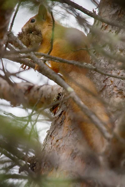 Taiga Rode Eekhoorn Sciurus Vulgaris Bouwt Een Nest Dierlijke Mond — Stockfoto