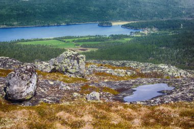 Hafif kozalaklı taiga (Laponya çamı, Pinus friesiana), İskandinavya 'daki Boreal Ormanı. Mayıs ayının sisli bahar sabahı, orman gölü manzarası.
