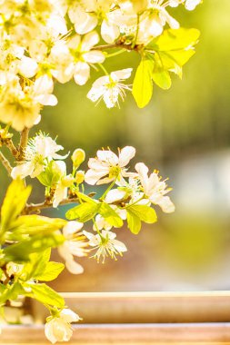 Bahar Elma Bahçesi. Çiçekler açıyor, parlak güneş arka planda.
