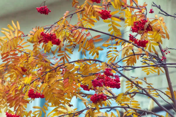 Autumn Melancholy Autumn Mountain Ash Yellow Leaves Red Berries Window — Stock Photo, Image