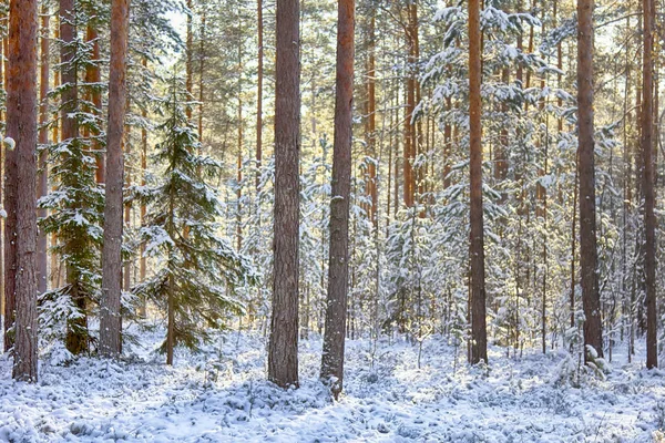 Inverno Brilhante Floresta Ensolarada Com Neve Abetos Neve Cedo Floresta — Fotografia de Stock