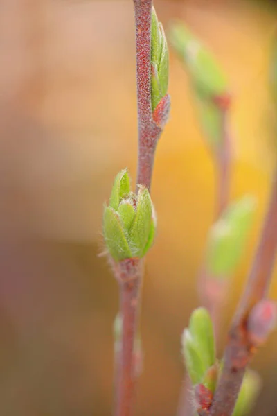 Neue Frühlingsblätter Den Bäumen Der Arktis — Stockfoto