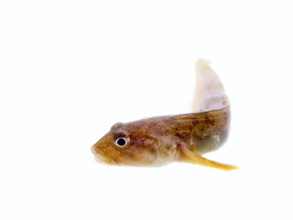 Vis Wriemelt Een Witte Achtergrond Zeer Aantrekkelijk Dier Verschillende Houdingen — Stockfoto