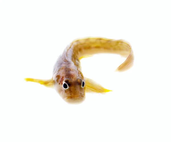 Vis Wriemelt Een Witte Achtergrond Zeer Aantrekkelijk Dier Verschillende Houdingen — Stockfoto