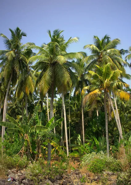 Well Maintained Plantations Coconut Palms Pleasing Eye Garden View Passing — Stock Photo, Image