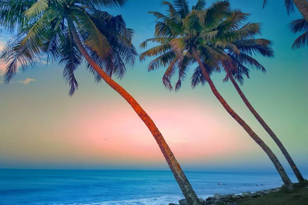 Tropical Beach Coconut Palm Sunset Warm Day — Stock Photo, Image