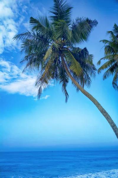 Tropischer Strand Mit Kokospalmen Bei Sonnenuntergang Einem Warmen Tag — Stockfoto