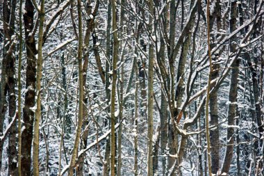 Kar yağdıktan sonra kar ve dalların kış arkaplanı