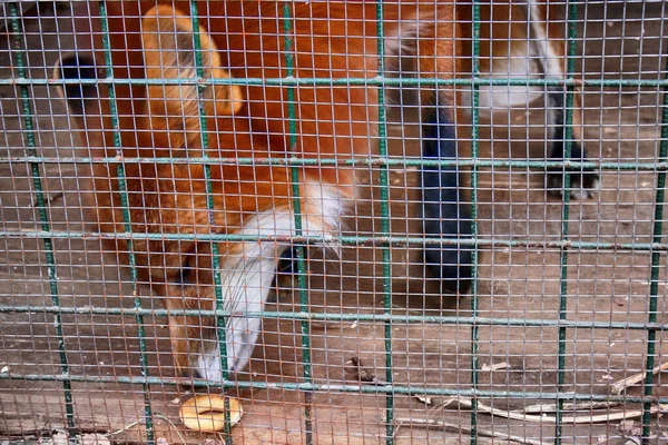 Dieren Niet Voeren Symbool Van Gevangenschap Verlies Van Vrijheid Red — Stockfoto
