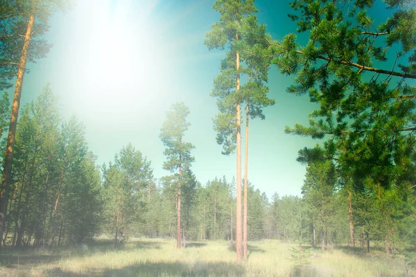 Lleno Sol Bosque Pinos Del Sur Verano Verde Bosque Distrito — Foto de Stock