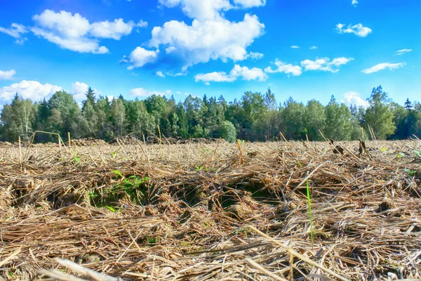 Fertilizer Cow Manure Straw Heap Manure Field Early Spring Fertilize — Stock Photo, Image