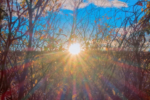 Autumn in Arctic circle. Low sun before Arctic winter, trees and bushes lose last yellow leaves, cold sun