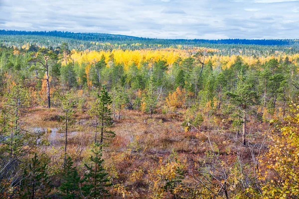 Mellow Autumn Midst Autumn Boreal Coniferous Forests Taiga Admixture Birch — Stock Photo, Image