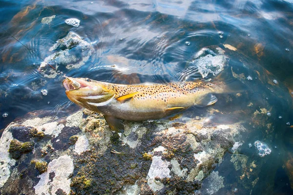 Spinning Fishing Lockangeln Forellen Den Seen Skandinaviens Bachforellen Steelhead Regenbogenforelle — Stockfoto