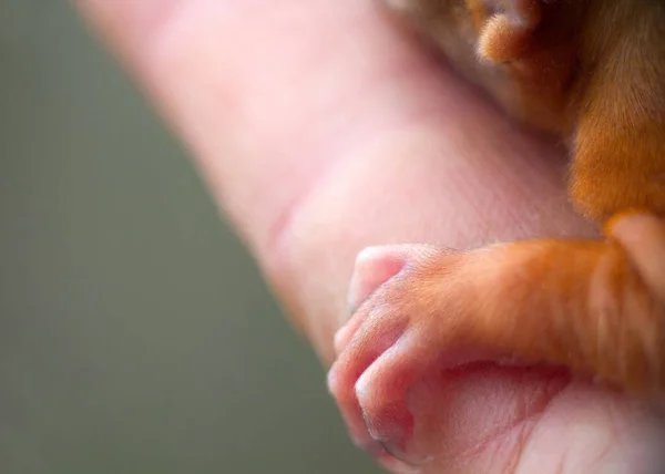 Uma Pata Esquilo Meses Garras Muito Afiadas Capazes Agarrar Todos — Fotografia de Stock