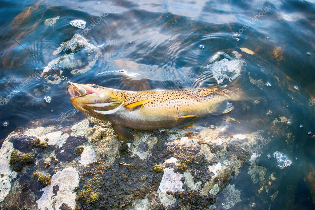 Spinning pesca (pesca señuelo) trucha en los lagos de Escandinavia