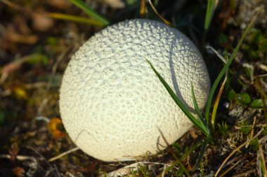 Biyofiziğe giriş dersi. Tundrada mantarlar. Sağ kare kıvrımlı yapı tasarımı güçlendirir (güç ve esneklik))