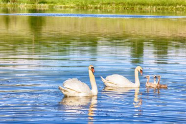 Gölde bir çift dilsiz kuğu (Cygnus olor) ve batık civcivler (çirkin ördek yavruları)