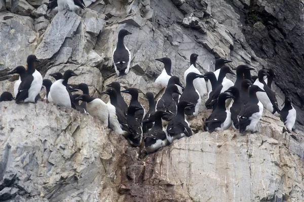 Dikke Murren Zeekoet Werden Genomen Nestelend Plaats Smalle Richel Van — Stockfoto