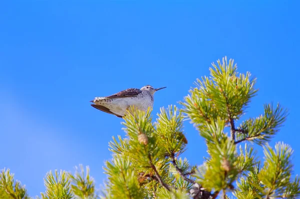 Situação Excepcional Pântano Wader Senta Cima Pinheiro Exibindo Arenito Madeira — Fotografia de Stock