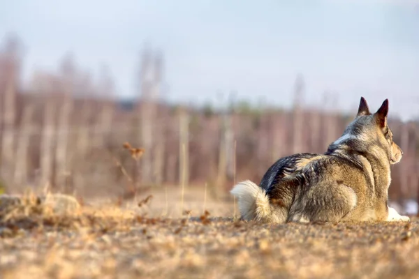 Východní Sibiřská Laika Příbuzný Plemeno Husky Lasička Zmizela Křovinatém Lese — Stock fotografie