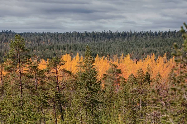 Mellow Autumn Midst Autumn Boreal Coniferous Forests Taiga Admixture Birch — Stock Photo, Image