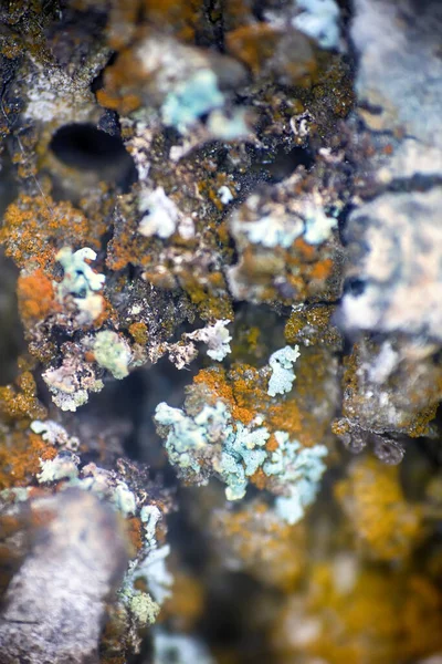 Hintergrund Makro Oberfläche Aus Stein Flechten Und Wassertropfen — Stockfoto