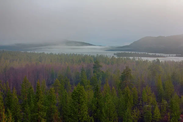 Taiga Coníferas Claras Predominancia Pino Laponia Pinus Friesiana Bosque Boreal — Foto de Stock