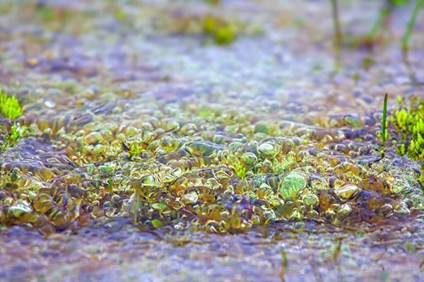 Nagyon Érdekes Jelenség Remegő Víz Tundra Tele Léggömbökkel Sarkvidéki Kolónia — Stock Fotó