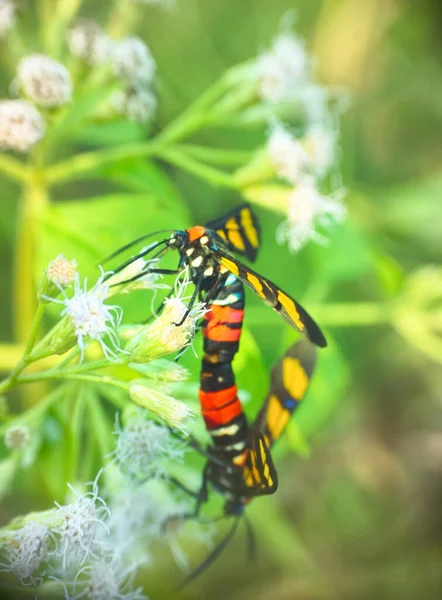 Borboleta Learwing Zygaena Alimentam Flores Fevereiro Índia Querala — Fotografia de Stock