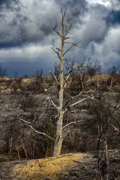 자연환경을 교란시키는 플래티넘 발전소로 툰드라 식물이 죽었고 토양은 화재로 황폐화 — 스톡 사진