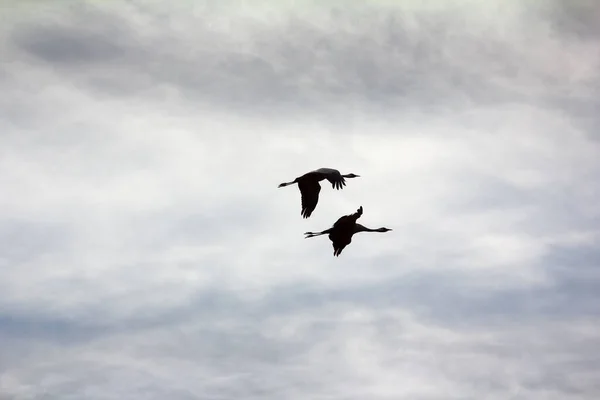 普通鹤 Grus Grus 一对筑巢鸟类在云彩的背景下四处飞翔 — 图库照片