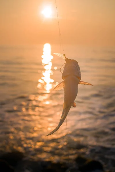Horgászat Indiában Parvati Hal Sziklák Között Szörfözik Kerala Goa — Stock Fotó
