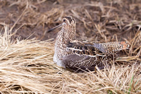 Snipe Común Pájaro Gallinago Gallinago Pantano Vista Desde Arriba —  Fotos de Stock