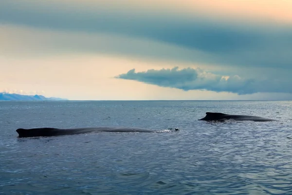 Duas Baleias Dormindo Apoiado Por Corcunda Megaptera Novaeangliae Posar Breve — Fotografia de Stock