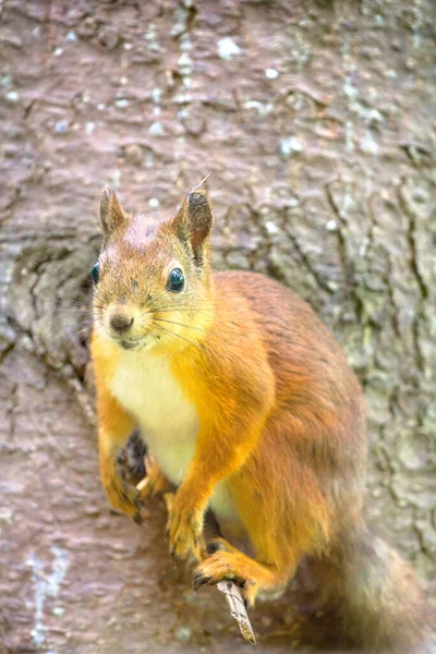 Cuidar Los Animales Alimentarlos Tiempos Hambre Ardilla Roja Park Ramita — Foto de Stock